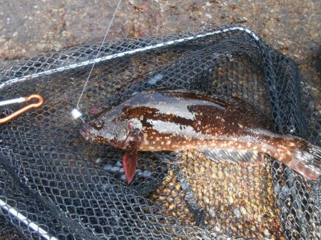 ロックフィッシュ　三種類